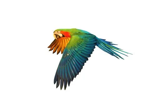 Parrot Stock Photos