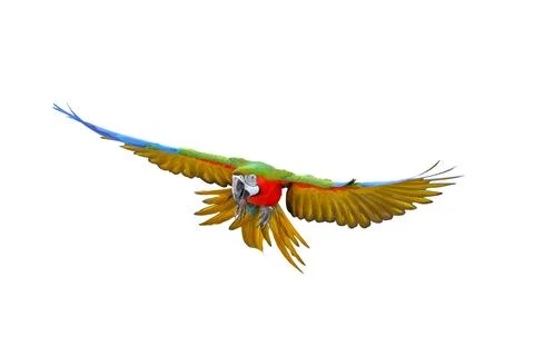 Parrot Stock Photos