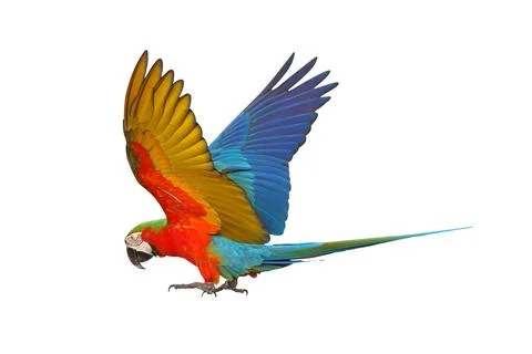 Parrot Stock Photos