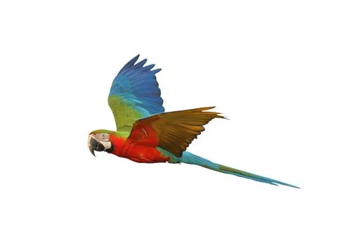 Parrot Foto stock