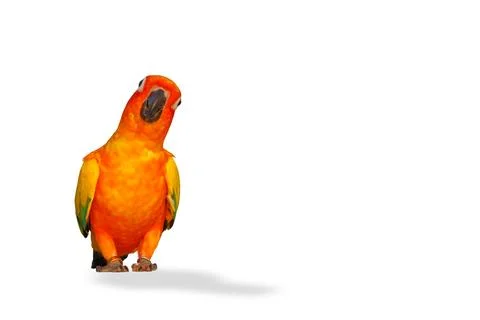 Parrot Stock Photos