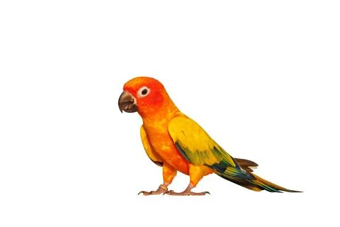Parrot 스톡 사진