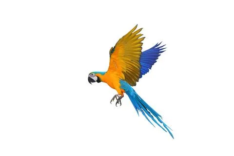 Parrot Stock Photos