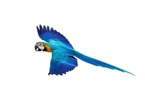 Parrot Stock Photos