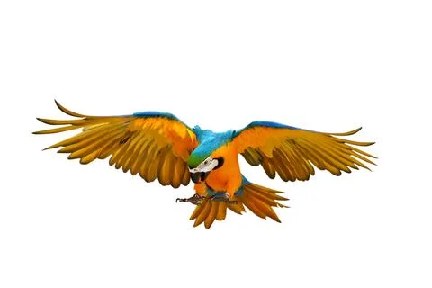 Parrot 스톡 사진