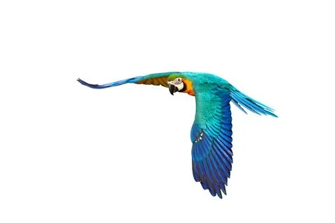Parrot Stock Photos