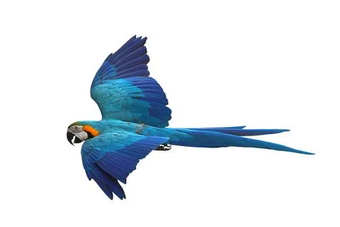 Parrot Foto stock