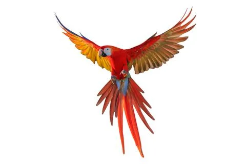 Parrot Stock-Fotos