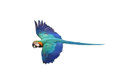 Parrot Foto stock