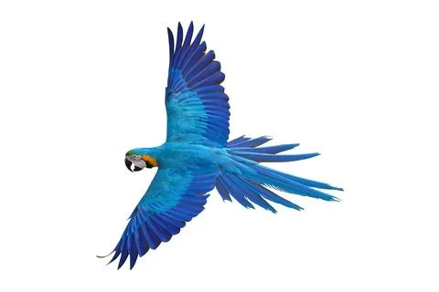 Parrot Foto stock