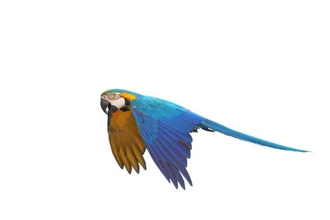 Parrot Foto stock