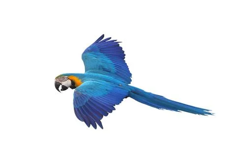 Parrot Stock Photos