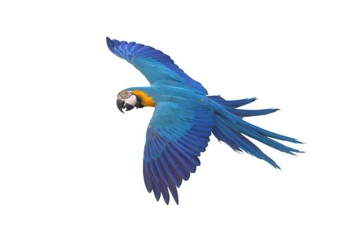 Parrot Stock Photos