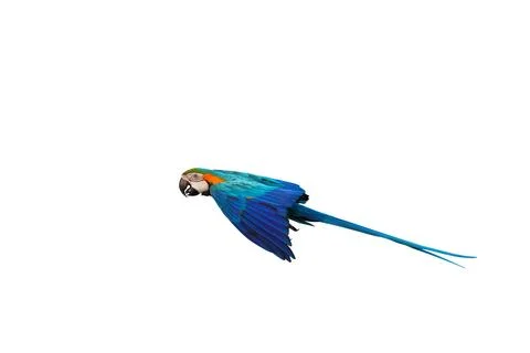 Parrot Stock Photos