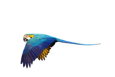 Parrot Stock Photos