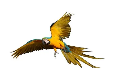 Parrot Foto stock