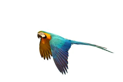 Parrot Fotos de archivo