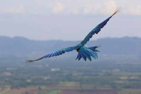 Parrot Foto stock