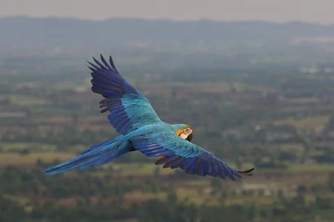 Parrot Stock Photos