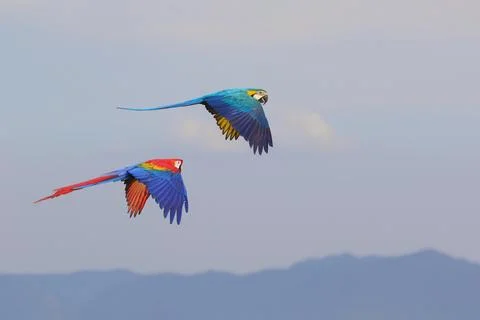 Parrot Stock-Fotos
