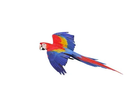 Parrot Stock Photos