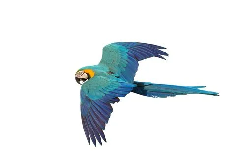 Parrot Foto stock