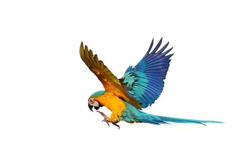 Parrot Foto stock
