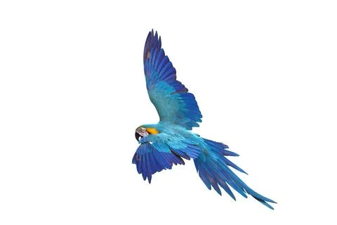 Parrot Fotos de archivo