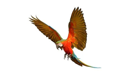 Parrot Foto stock