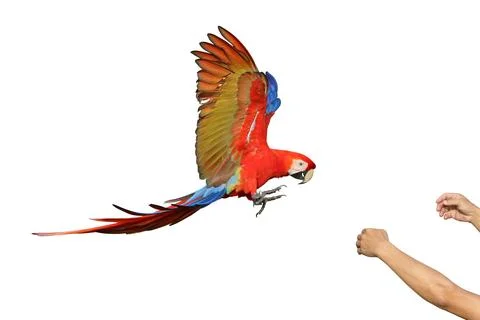 Parrot Stock Photos