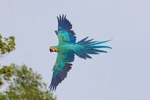 Parrot Foto stock