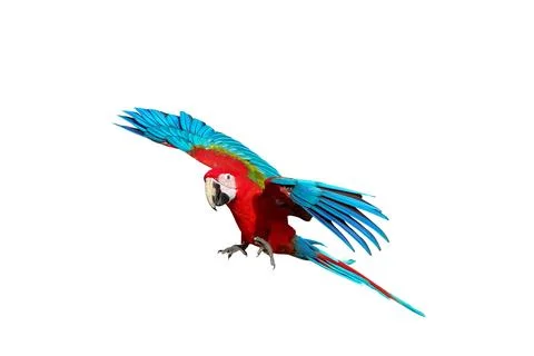 Parrot Stock Photos