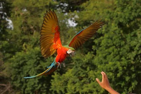 Parrot Foto stock
