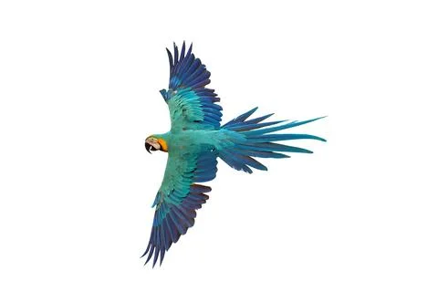 Parrot Stock Photos