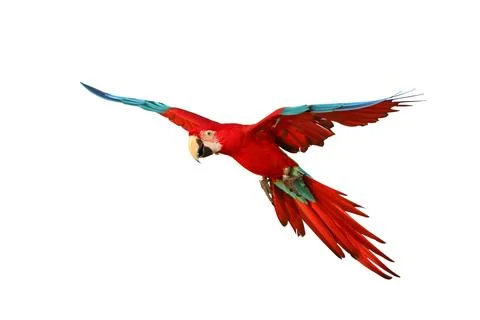 Parrot Stock Photos