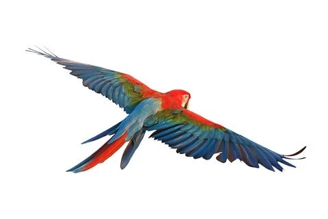 Parrot Stock Photos