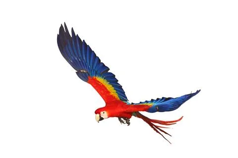 Parrot Stock Photos