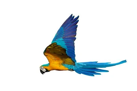 Parrot Stock Photos