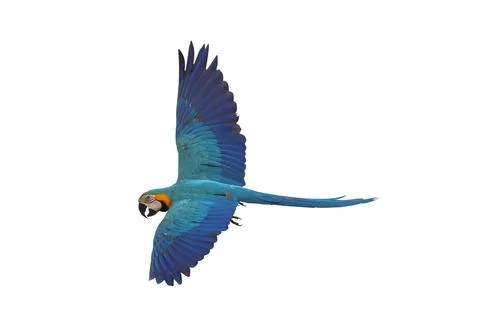 Parrot Foto stock