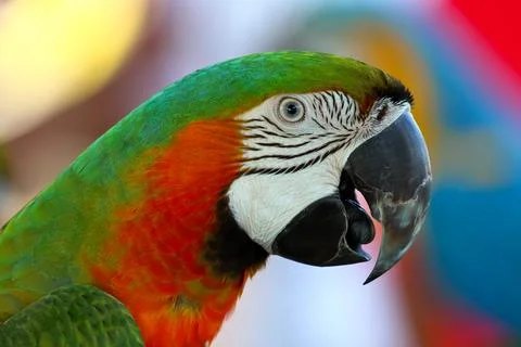 Parrot 写真素材