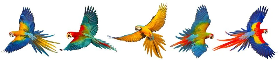 Parrot Stock Photos