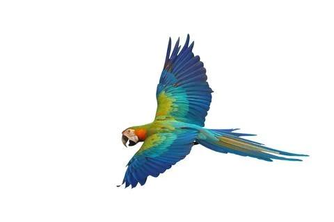 Parrot Stock Photos