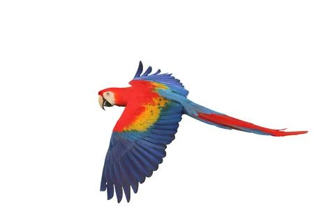 Parrot Foto stock