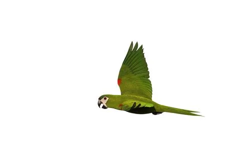Parrot Stock Photos
