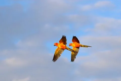 Parrot Stock Photos