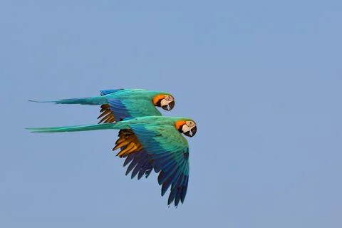 Parrot Stock Photos