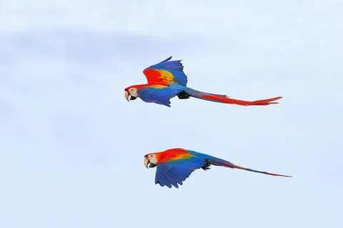Parrot Stock Photos