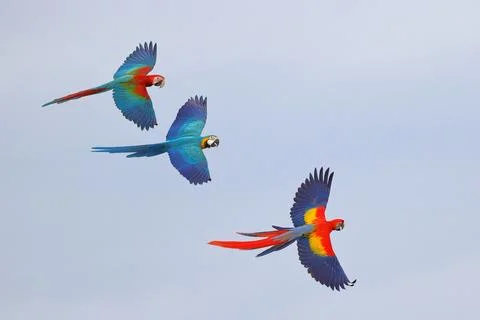 Parrot Foto stock