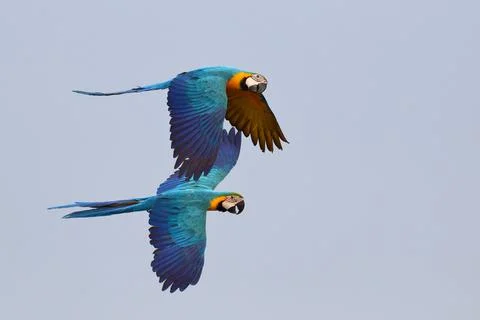 Parrot Stock Photos