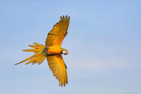 Parrot 스톡 사진